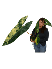 Philodendron Billietiae Variegata XXL