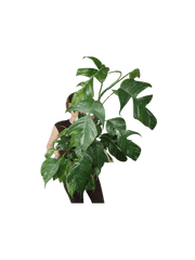 Epipremnum Pinnatum Variegata