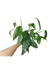 Epipremnum Cebu Blue