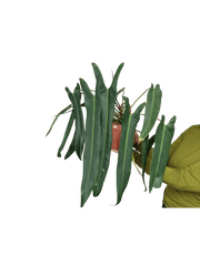 Philodendron Spiritus Sancti Adult buschig