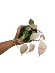 Philodendron Micans Pink Variegata