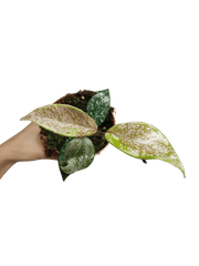 Hoya Carnosa Stardust