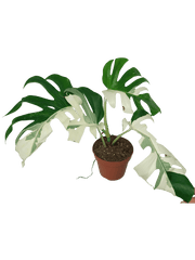 Sad Plants