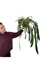 Anthurium Vittarifolium Groß