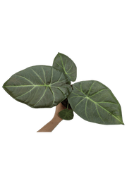 Alocasia Regal Shield