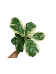 Ficus Lyrata Variegata