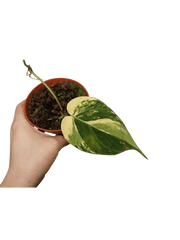 Philodendron Micans Aurea Steckling