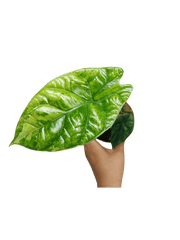 Alocasia Sinuata Aurea