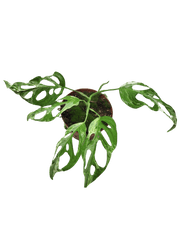 Monstera Adansonii Indonesian Marble