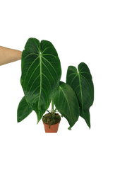 Anthurium Warocqueanum x Waterburyanum