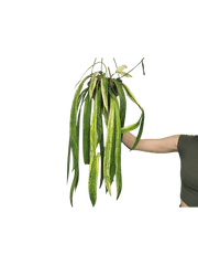 Anthurium Vittarifolium Variegata groß