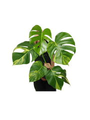 Monstera Aurea