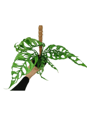 Monstera Obliqua Peru