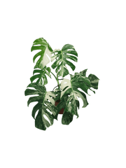 Monstera Variegata (zum aussuchen)