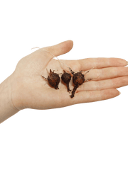 Alocasia Melo (Rhizom / Bulbe)