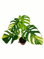 Monstera Aurea