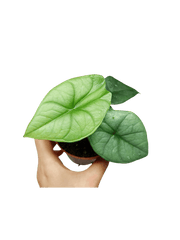 Alocasia Platinum