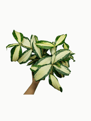 Dracaena Milky Way
