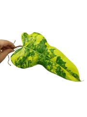 Philodendron Domesticum Variegata Steckling