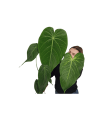 Anthurium Warocqueanum x Waterburyanum