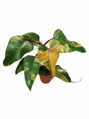 Philodendron Strawberry Shake