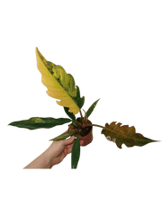 Philodendron Caramel Marble Variegata (zum aussuchen)