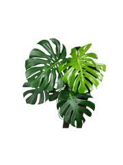 Monstera Deliciosa groß