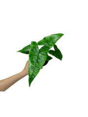 Alocasia Zebrina Reticulata