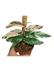 Ficus Sagittata Pink Variegata am Stab