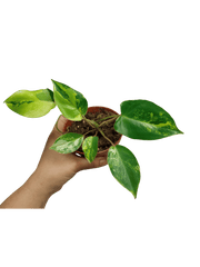 Philodendron Burle Marx Variegata