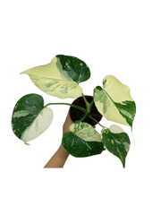 Monstera Thai Constellation viel Panaschierung