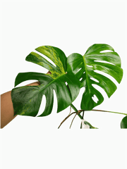 Monstera Aurea Stecklinge