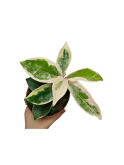 Hoya Carnosa Krimson Queen Splash