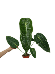 Anthurium Veitchii Narrow Form