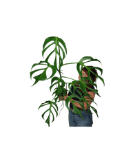 Monstera Burle Marx Flame XXL