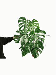 Monstera Variegata Adult