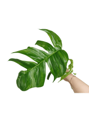 Epipremnum Pinnatum Variegata Steckling Adult