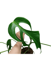 Monstera Burle Marx Flame Stecklinge