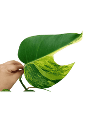 Monstera Aurea Stecklinge
