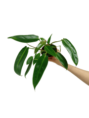 Philodendron Spiritus Sancti