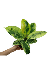 Ficus Shiveriana Moonshine