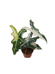 Alocasia Nobilis Pink Variegata