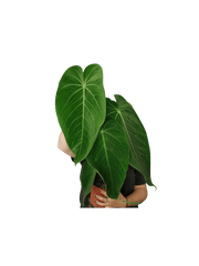 Anthurium Warocqueanum x Waterburyanum