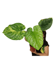 Philodendron Mamei Aurea Variegata