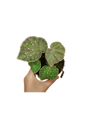 Begonia Snow Have