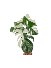 Monstera Variegata (zum aussuchen)