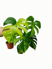 Monstera Aurea Stecklinge