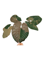 Alocasia Serendipity Pink Variegata