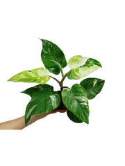 Philodendron White Princess Aurea Tricolor