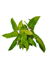 Philodendron Painted Lady